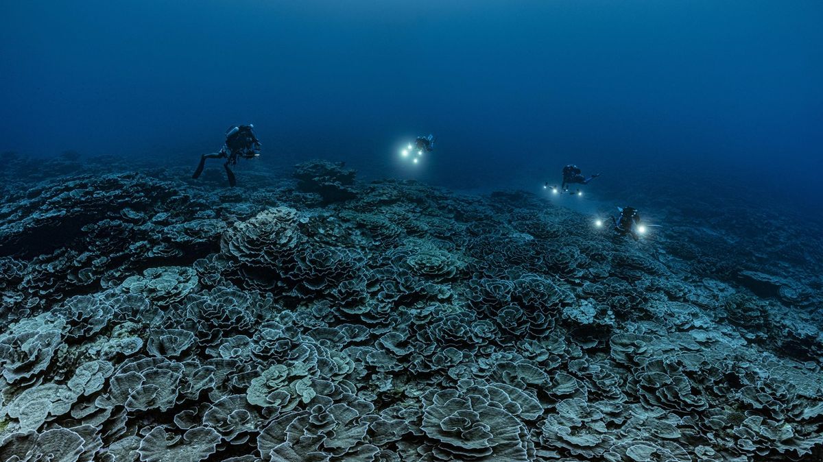 Fotky: Potápěči objevili nedotčený korálový útes